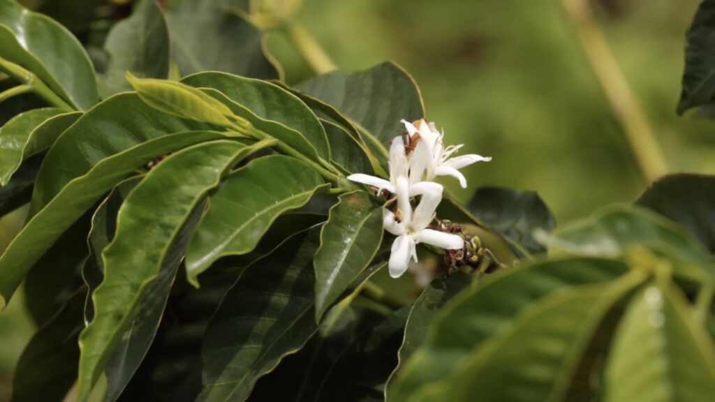 As Good As It Gets - Coffee Farmers Video